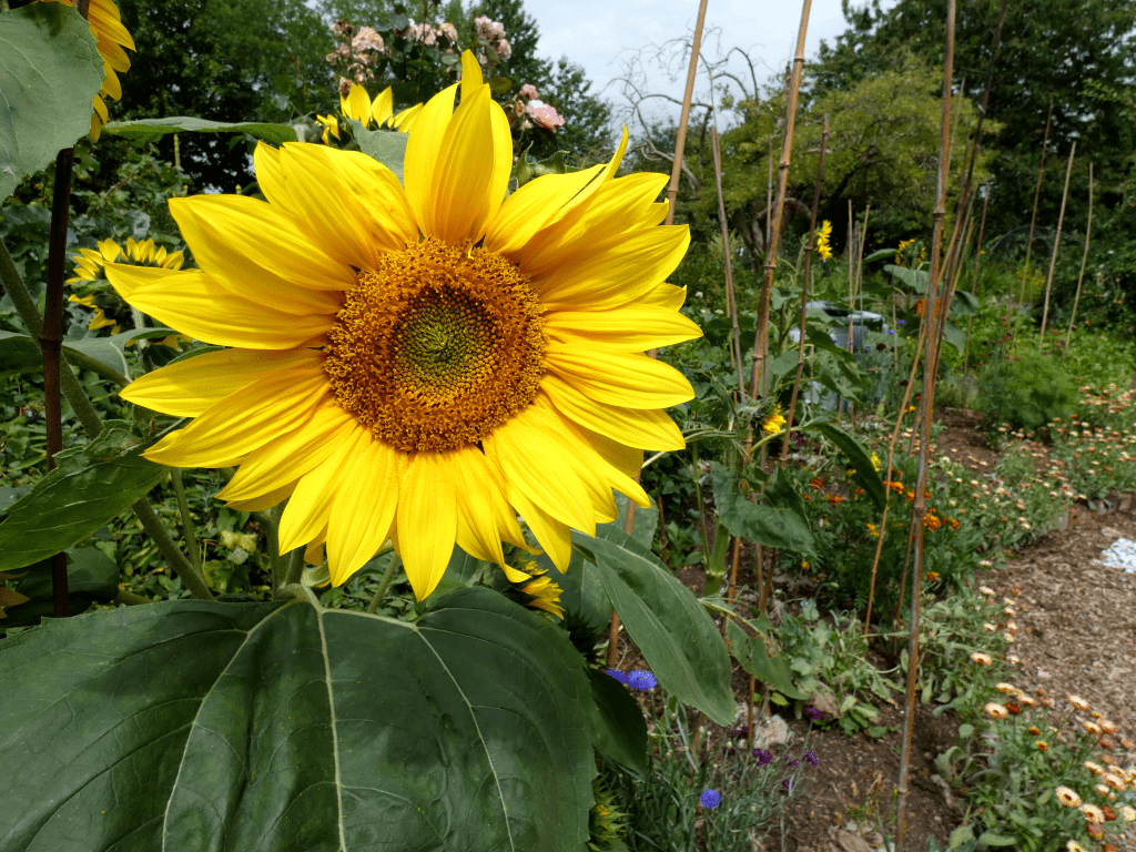 Get Growing Garden Tour