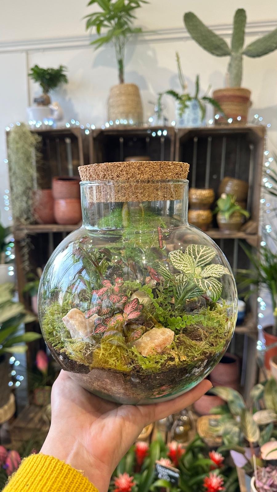 build a terrarium