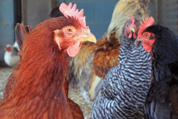 SUPPORT US - Membership HERO